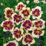 Hemerocallis  'Celebration of Angels' (Sásliliom)