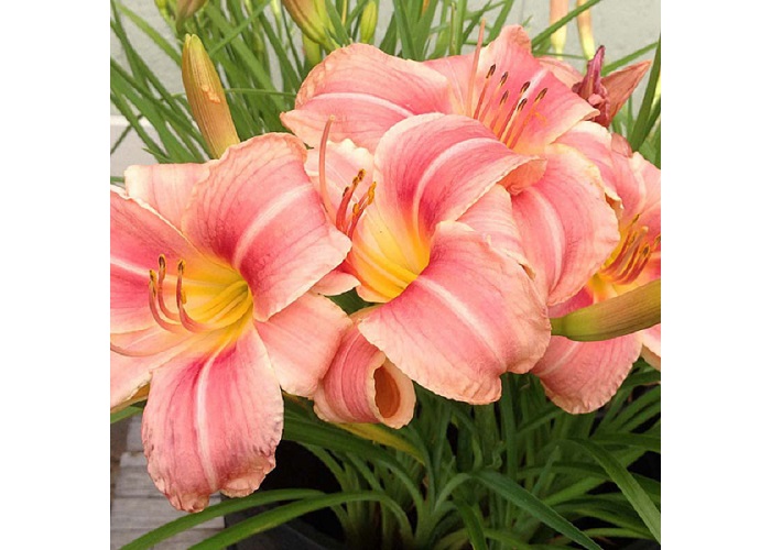 Hemerocallis_Cherry_Cheeks_Sasliliom_-_15_centis_cserepben Hemerocallis 'Cherry Cheeks' (Sásliliom)