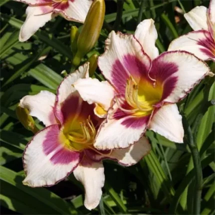 Hemerocallis  'Chicago Picotee Memories' (Sásliliom)