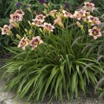 Hemerocallis  'Daring Deception' (Sásliliom)