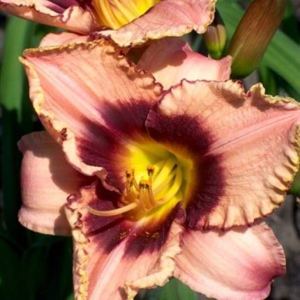 Hemerocallis  'Daring Dilemma' (Sásliliom)