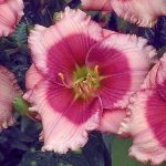 Hemerocallis  'Dragon Lore' (Sásliliom)