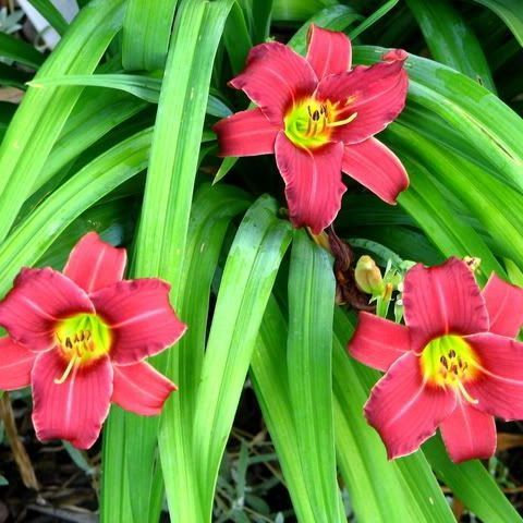 Hemerocallis_Eenie_Allegro_Sasliliom_-_15_centis_cserepben Hemerocallis 'Eenie Allegro' (Sásliliom)