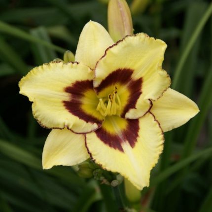 Hemerocallis  'El Desperado' (Sásliliom)