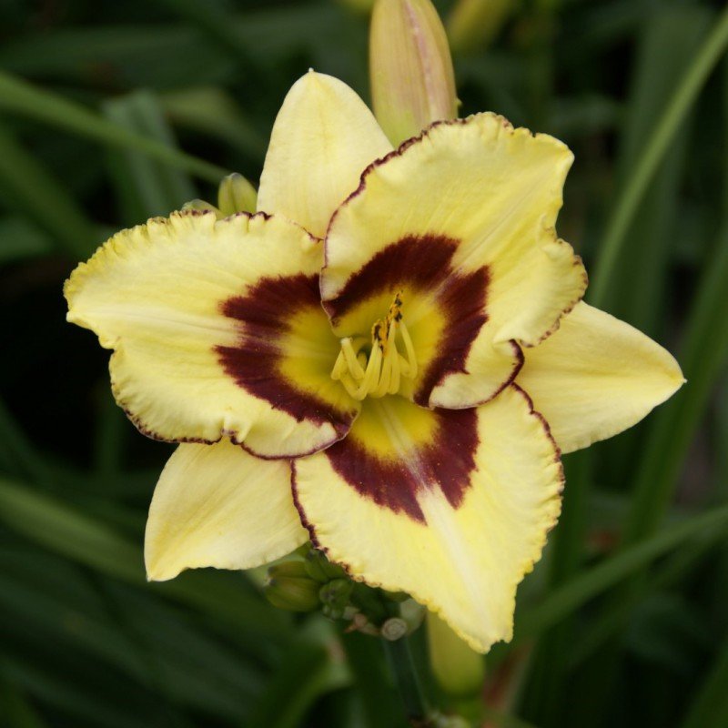 Hemerocallis_El_Desperado_Sasliliom_-_15_centis_cserepben Hemerocallis 'El Desperado' (Sásliliom)