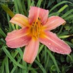 Hemerocallis  'Elaine Strutt' (Sásliliom)