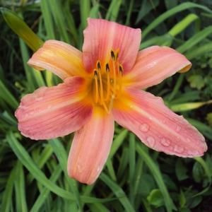 Hemerocallis_Elaine_Strutt_Sasliliom_-_15_centis_cserepben Hemerocallis 'Elaine Strutt' (Sásliliom)