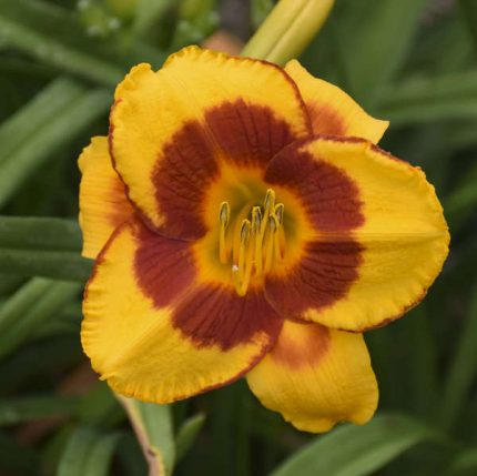 Hemerocallis  'Fooled Me' (Sásliliom)