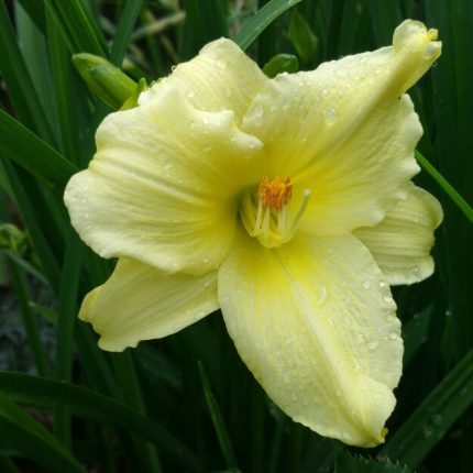 Hemerocallis  'Fragrant Returns' (Sásliliom)