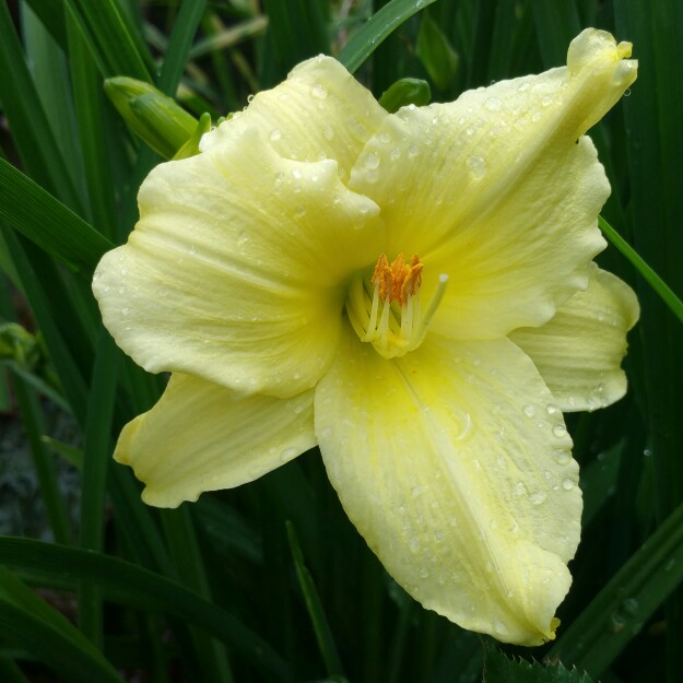Hemerocallis_Fragrant_Returns_Sasliliom_-_15_centis_cserepben Hemerocallis 'Fragrant Returns' (Sásliliom)