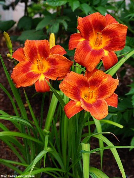 Hemerocallis  'Holiday Delight' (Sásliliom)