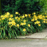 Hemerocallis  'Hyperion' (Sásliliom)