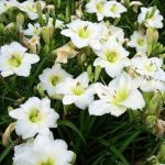 Hemerocallis  'Ice Carnival' (Sásliliom)