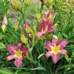 Hemerocallis  'Lavander Deal' (Sásliliom)
