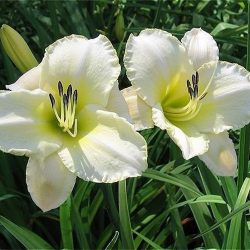 Hemerocallis  'Light The Way' (Sásliliom)