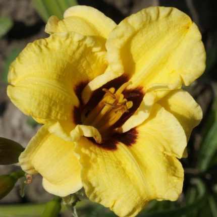 Hemerocallis  'Little Bumble Bee' (Sásliliom)