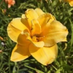 Hemerocallis  'Little Carnation' (Sásliliom)