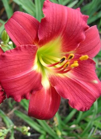 Hemerocallis  'Little Gypsy Ruby' (Sásliliom)