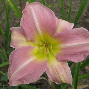 Hemerocallis  'Love That Pink' (Sásliliom)