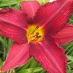 Hemerocallis  'Mallard' (Sásliliom)
