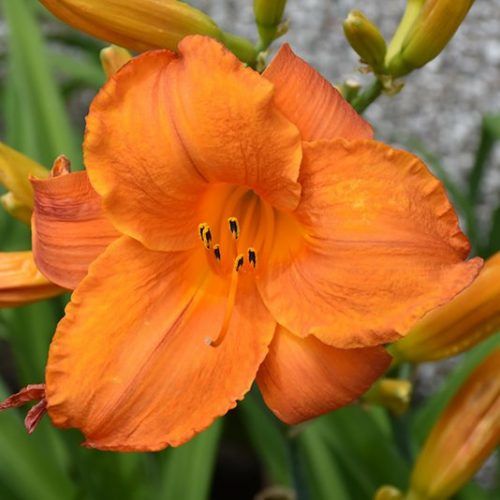 Hemerocallis_Mauna_Loa_Sasliliom_-_15_centis_cserepben Hemerocallis 'Mauna Loa' (Sásliliom)