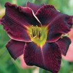 Hemerocallis  'Night Beacon' (Sásliliom)