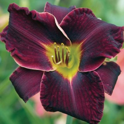 Hemerocallis  'Night Beacon' (Sásliliom)