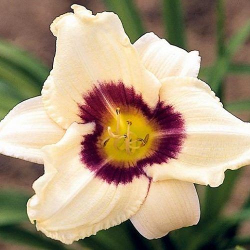 Hemerocallis_Pandoras_Box_Sasliliom_-_15_centis_cserepben Hemerocallis 'Pandora's Box' (Sásliliom)