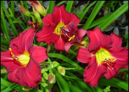 Hemerocallis  'Pardon Me' (Sásliliom)