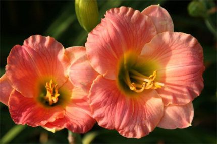 Hemerocallis  'Pink Puff' (Sásliliom)