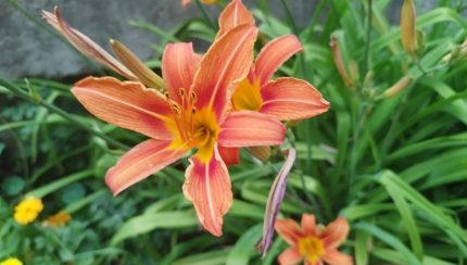Hemerocallis  'Piquante' (Sásliliom)