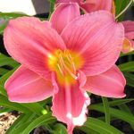 Hemerocallis  'Pretty Fancy' (Sásliliom)