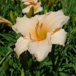 Hemerocallis  'Puddin' (Sásliliom)