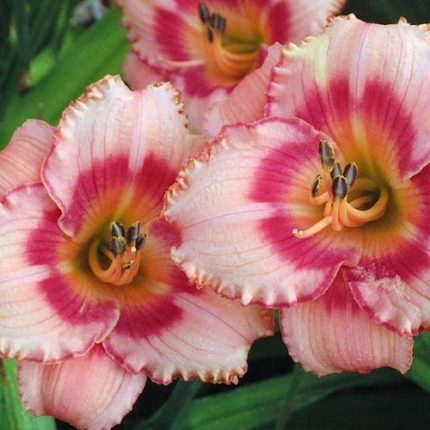 Hemerocallis  'Raspberry Candy' (Sásliliom)