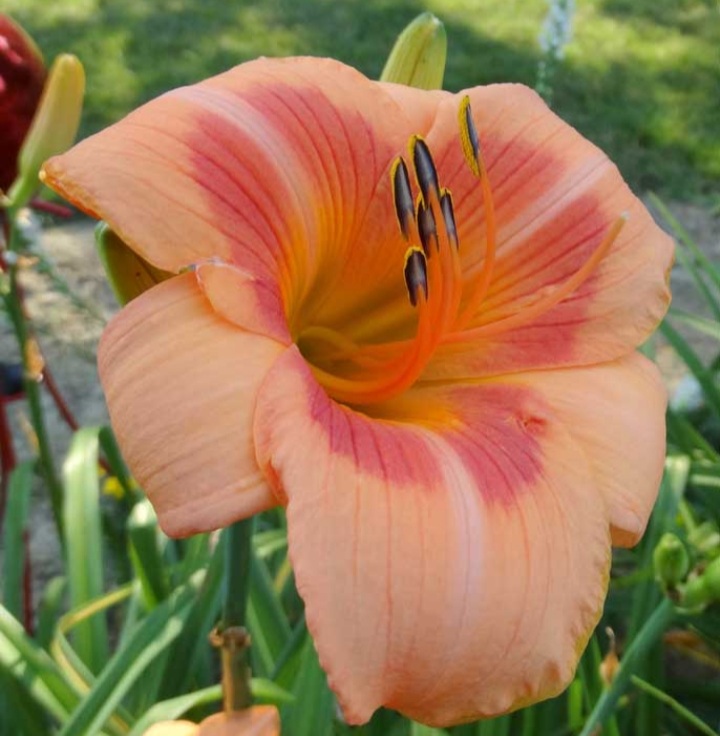 Hemerocallis_Real_Wind_Sasliliom_-_15_centis_cserepben Hemerocallis 'Real Wind' (Sásliliom)