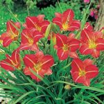 Hemerocallis  'Red Rum' (Sásliliom)