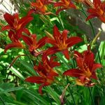 Hemerocallis  'Sammy Russel' (Sásliliom)