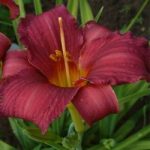 Hemerocallis  'Shola' (Sásliliom)