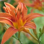 Hemerocallis  'Signal' (Sásliliom)