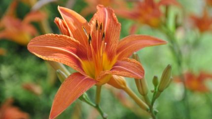 Hemerocallis  'Signal' (Sásliliom)