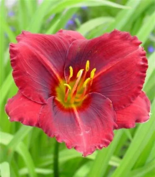 Hemerocallis_Siloam_Showgirl_Sasliliom_-_15_centis_cserepben Hemerocallis 'Siloam Showgirl' (Sásliliom)