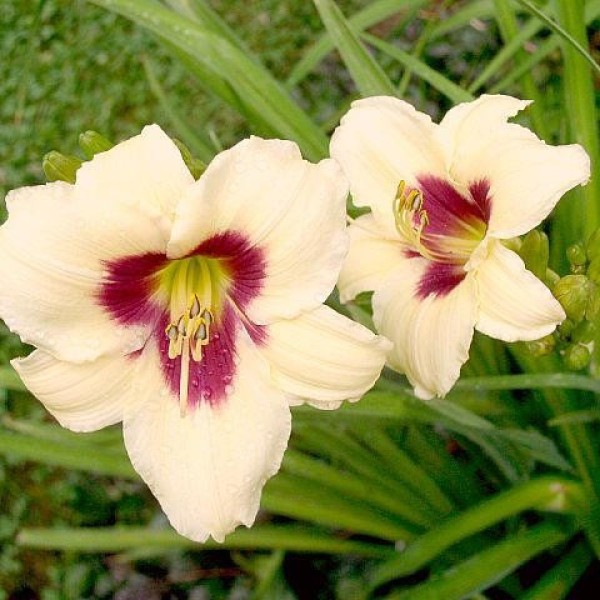 Hemerocallis_Snowy_Eyes_Sasliliom_-_15_centis_cserepben Hemerocallis 'Snowy Eyes' (Sásliliom)