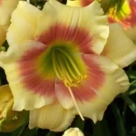 Hemerocallis  'Spits Beauty' (Sásliliom)