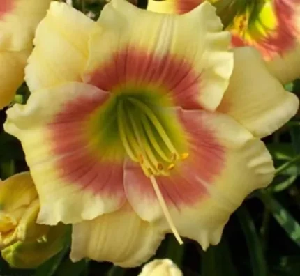 Hemerocallis  'Spits Beauty' (Sásliliom)