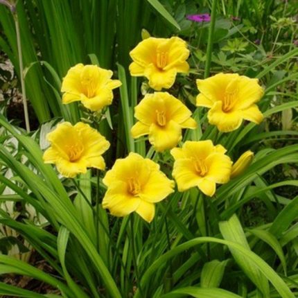 Hemerocallis  'Stella d'Oro' (Sásliliom)