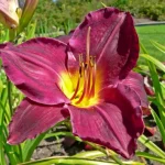 Hemerocallis  'Strutter's Ball' (Sásliliom)
