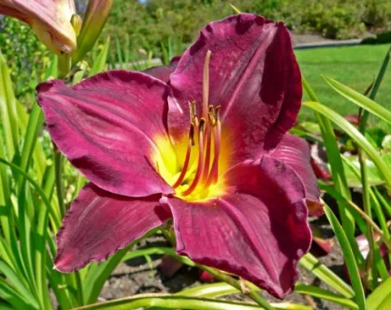Hemerocallis  'Strutter's Ball' (Sásliliom)