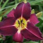 Hemerocallis  'Violet Hour' (Sásliliom)