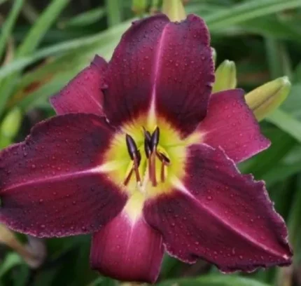 Hemerocallis  'Violet Hour' (Sásliliom)
