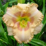 Hemerocallis  'Wisest of Wizards' (Sásliliom)